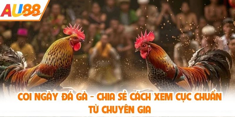 coi ngày đá gà