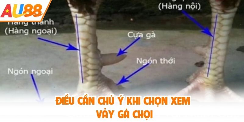 Điều cần chú ý trong cách chọn vảy gà đá